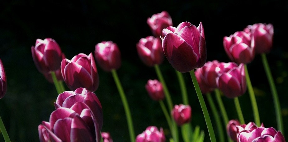 Spring inspiration